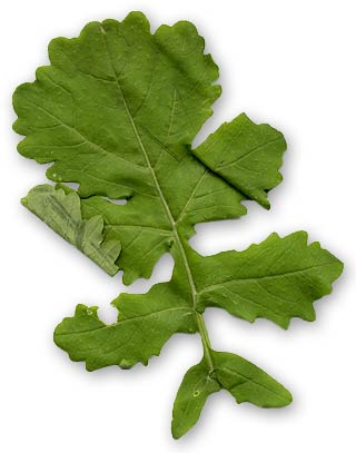 Rapuddi - Nome scientifico Brassica Fruticulosa